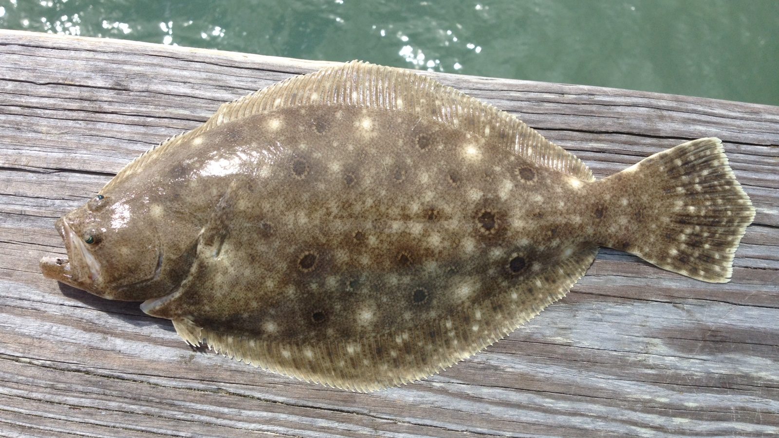 Commercial flounder season in N.C. internal waters comes to end