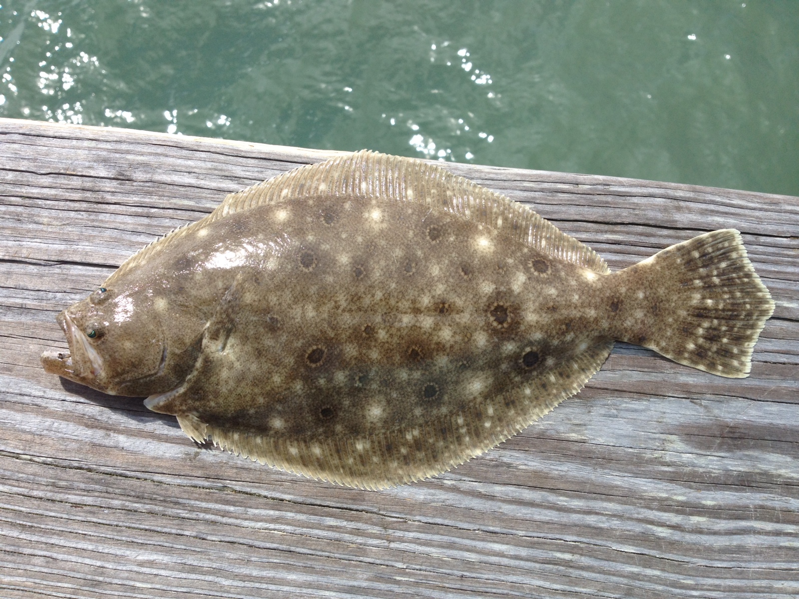 Recreational flounder season in N.C. opens Thursday; Anglers encouraged to donate carcasses to science