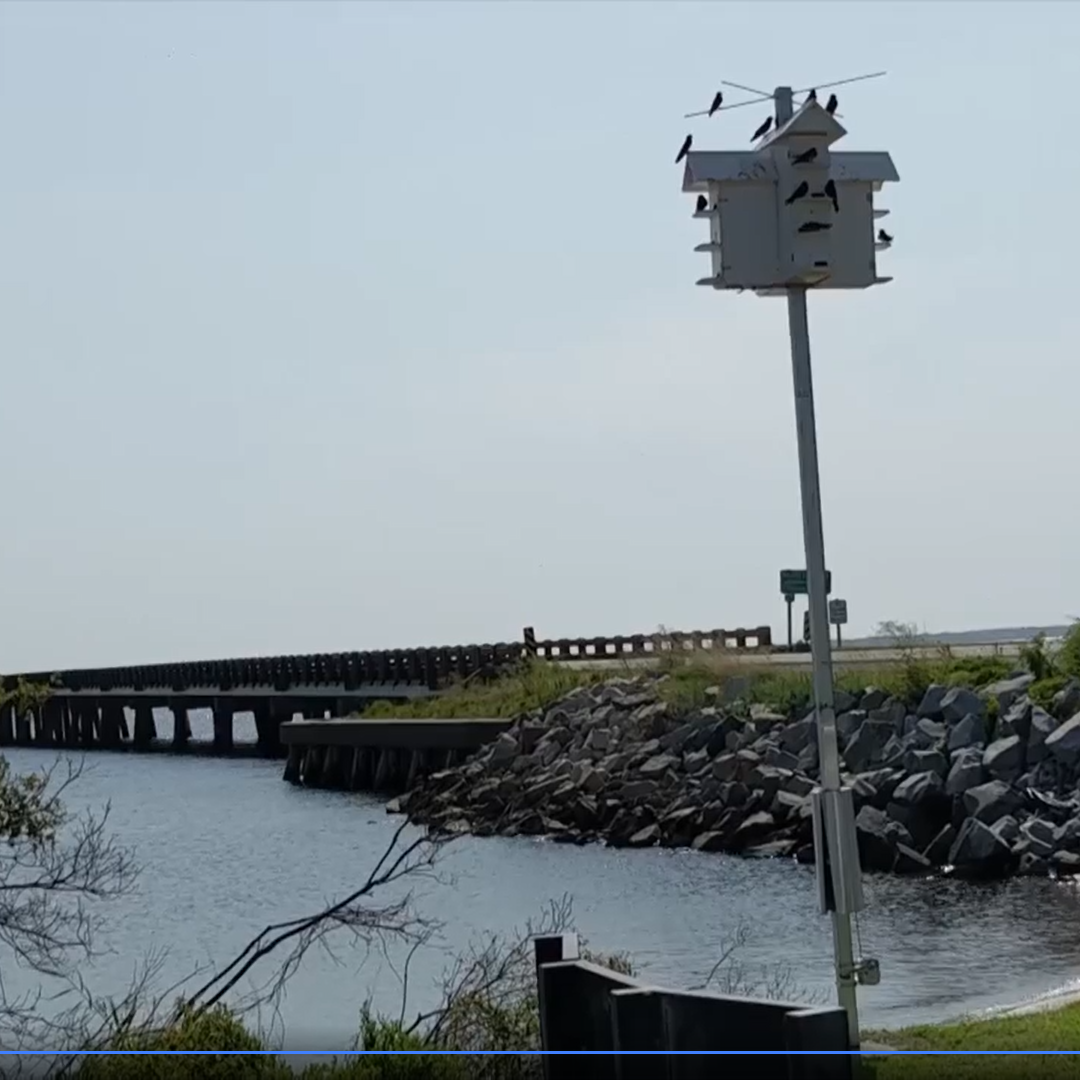 For the birds! Umstead Bridge speed limits lowered at dusk and dawn to protect roosting purple martins