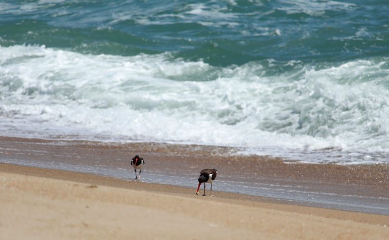 Shorebird nesting wrapping up means access to Cape Point, Ocracoke’s South Point opening soon