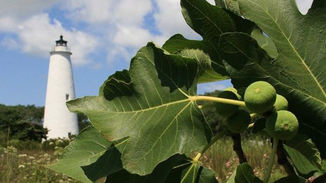 Ninth annual Ocracoke Fig Festival gets underway Thursday