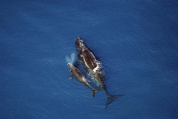 NOAA proposes expanding right whale protections including speed limits for more vessels