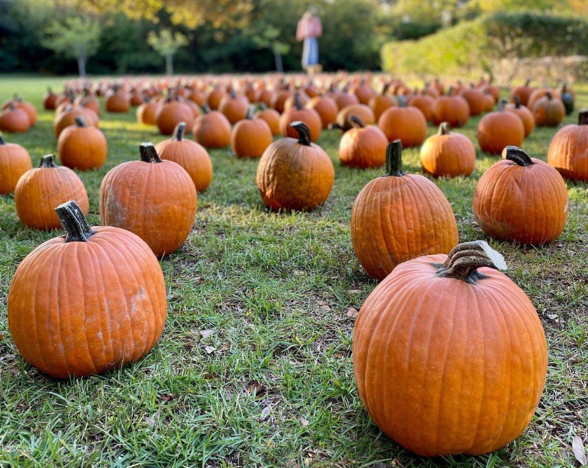 Island Farm to greet fall with 11th annual Pumpkin Patch on Saturdays in October