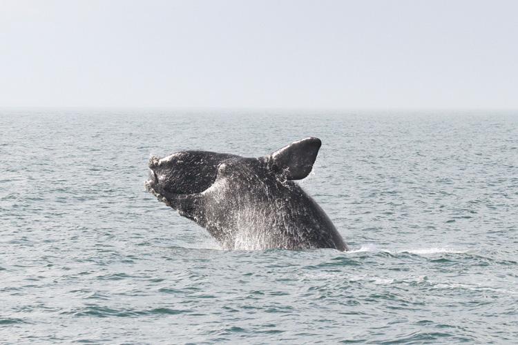 Murphy, Rouzer, Wittman urge NOAA to withdraw right whale vessel speed restriction proposal