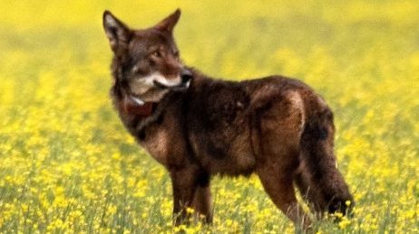 In-person and virtual meetings scheduled with updates on Red Wolf Recovery Program
