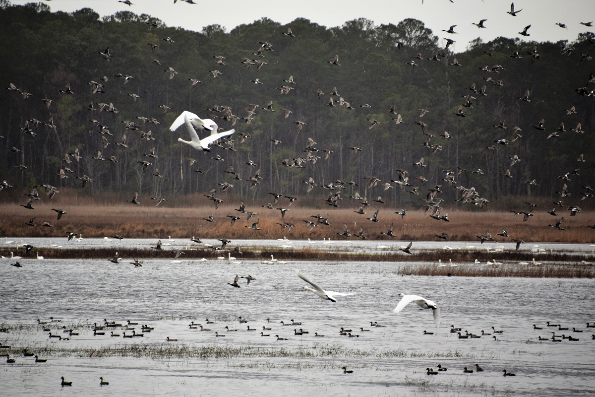 Coastal Review: Hyde County still features wild, undisturbed natural areas