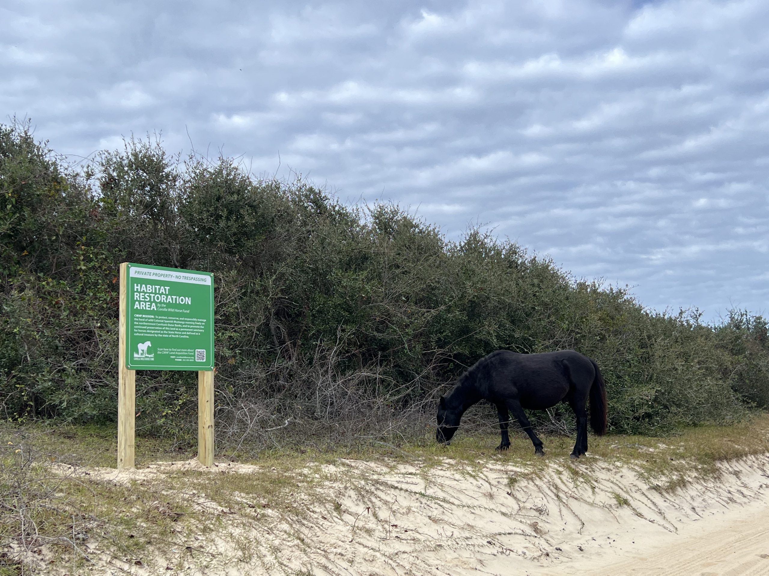 Corolla Wild Horse Fund announces land preservation initiative