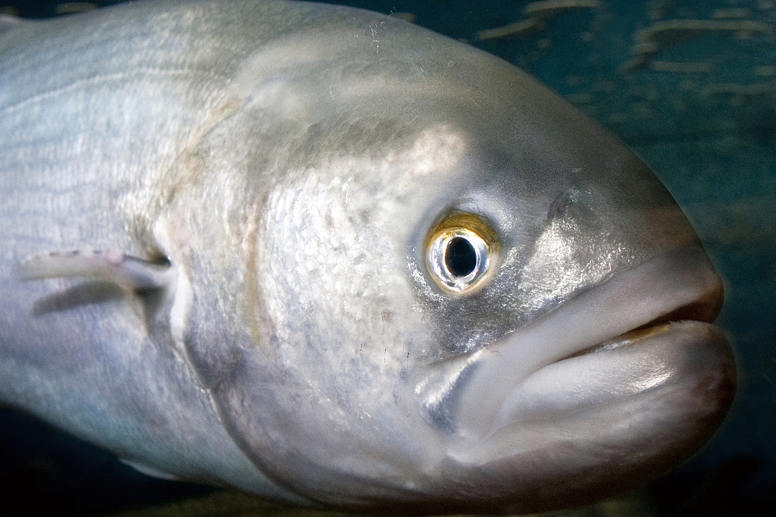 NOAA taking comment on proposed 2023 bluefish commercial and recreational limits