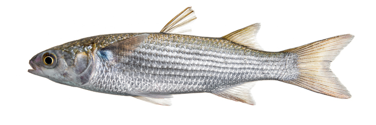 N.C. Division of Marine Fisheries opens public comment period on Striped Mullet Supplement