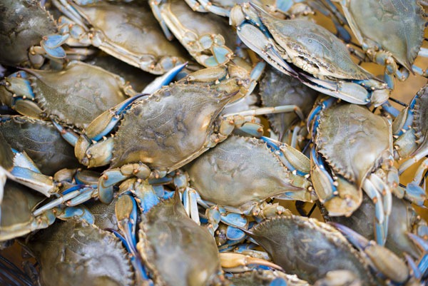 Blue crab harvest closed for all of January in Outer Banks, northeast N.C. waters