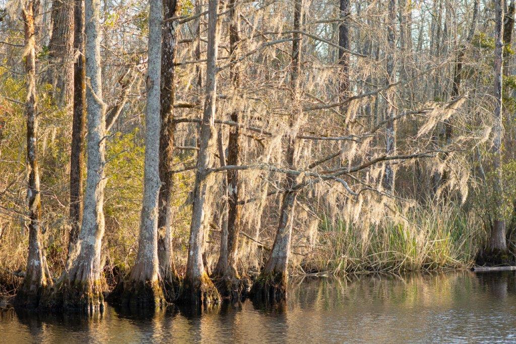 Coastal Land Trust purchases 421 acres along Chowan River for public use