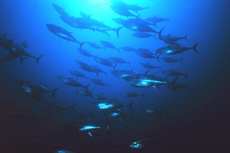 Commercial fishing for giant bluefin tuna closes after quarterly quota met