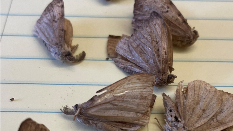 Public meeting Feb. 24 on treatment for spongy moth along northern Outer Banks