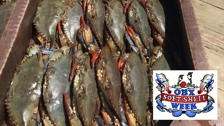 Outer Banks restaurants, seafood markets host first Soft-Shell Crab Week May 15-20