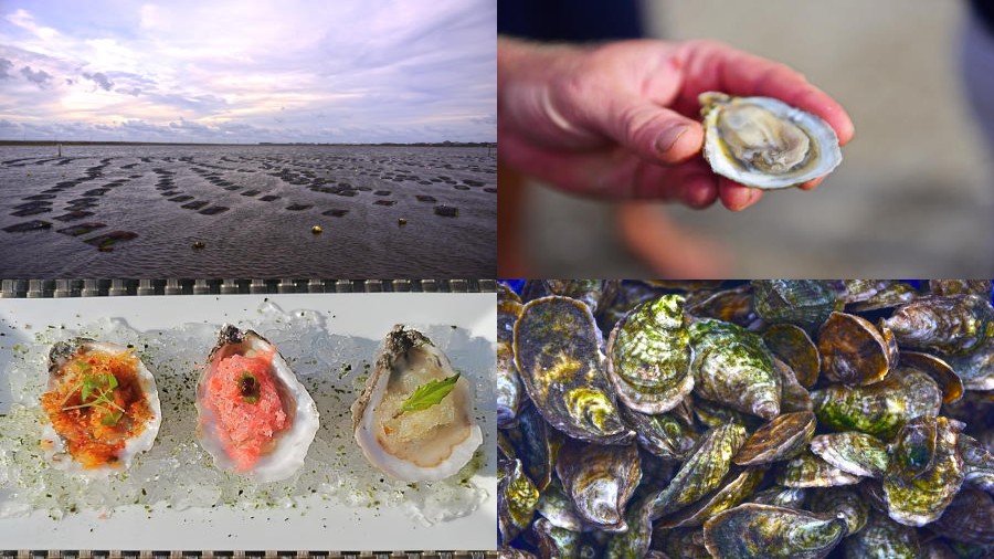 Outer Banks Oysters 101 with Chef Daniel Lewis