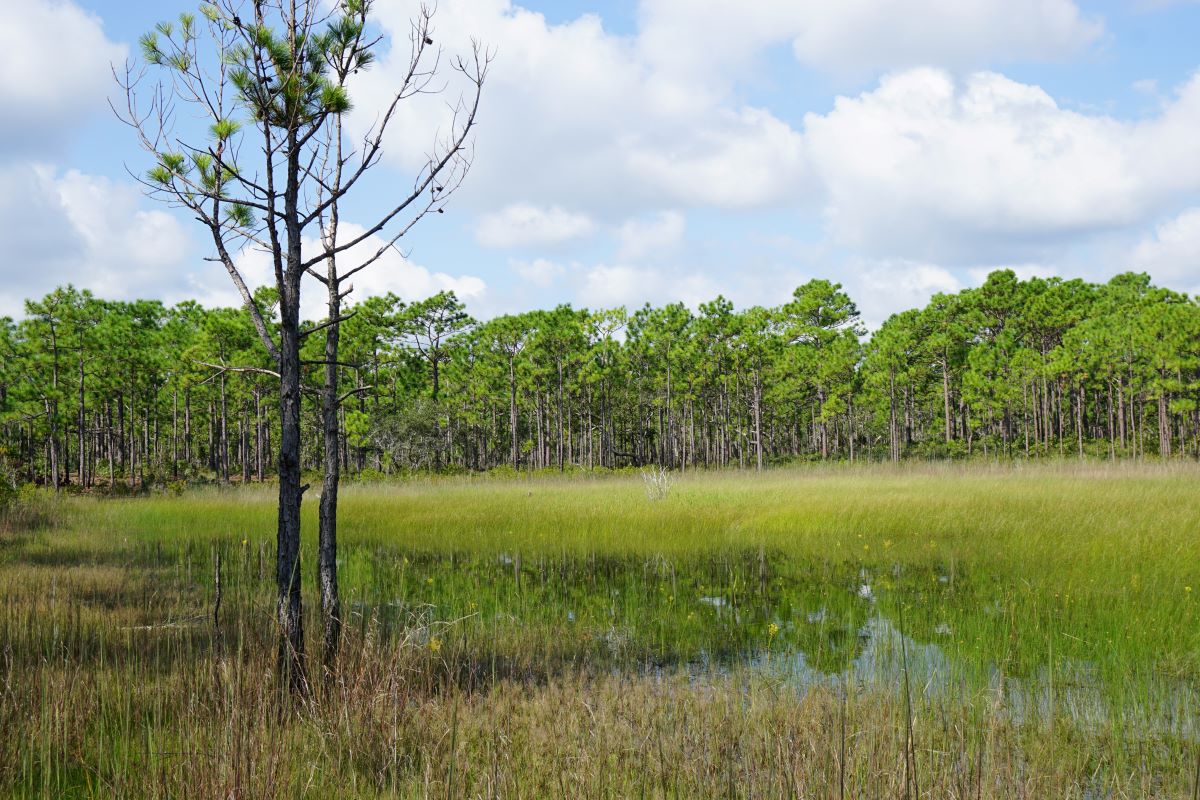 New federal rule puts 2.5 million acres of wetlands in peril